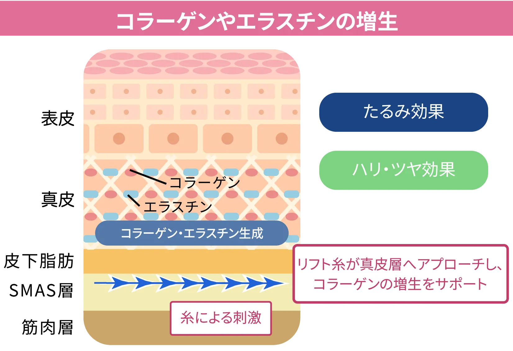コラーゲン・エラスチン生成の仕組みイメージ